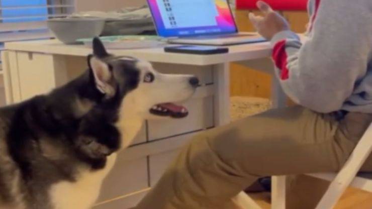 Le richieste del cane (Foto video)