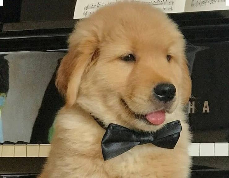 Cucciolo (Screen Pinterest)