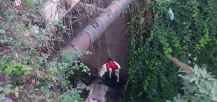 Cucciolo durante il salvataggio (Screen video)