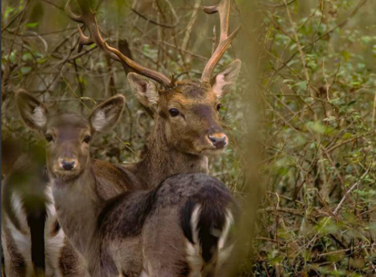 Daini nella riserva naturale