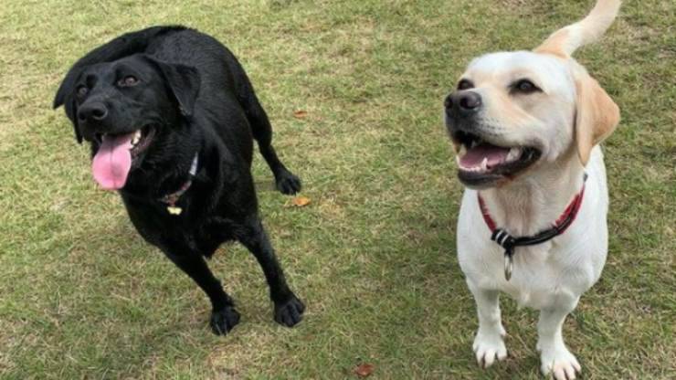 I due cani soccorritori
