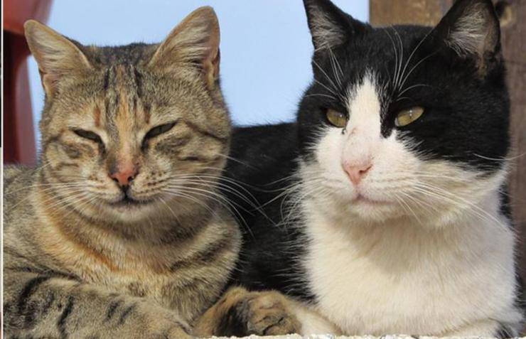 I gattini eroi
