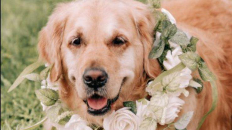 Il cane damigella