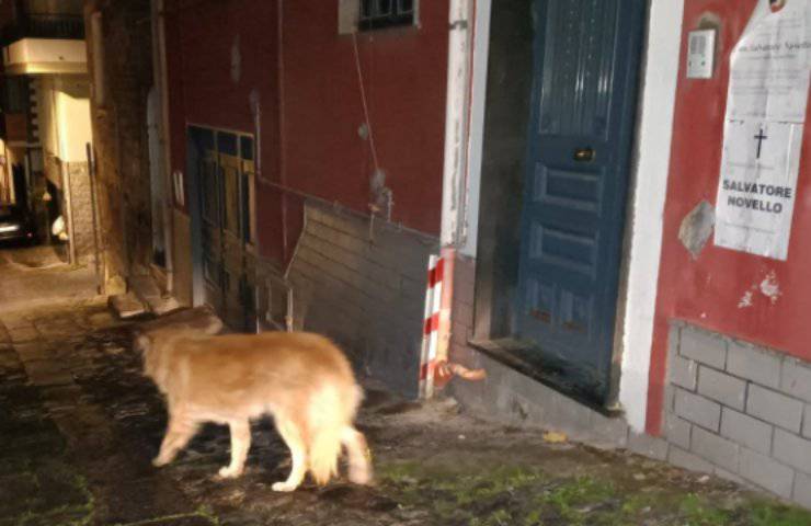 Il cane davanti casa di Padre Novello
