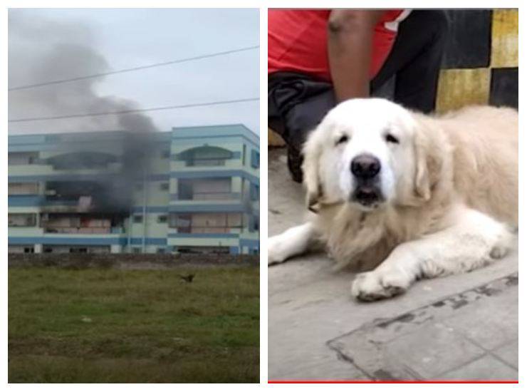 Il cane e l'incendio