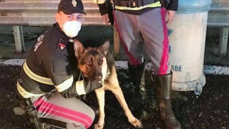 Il cane ed il poliziotto