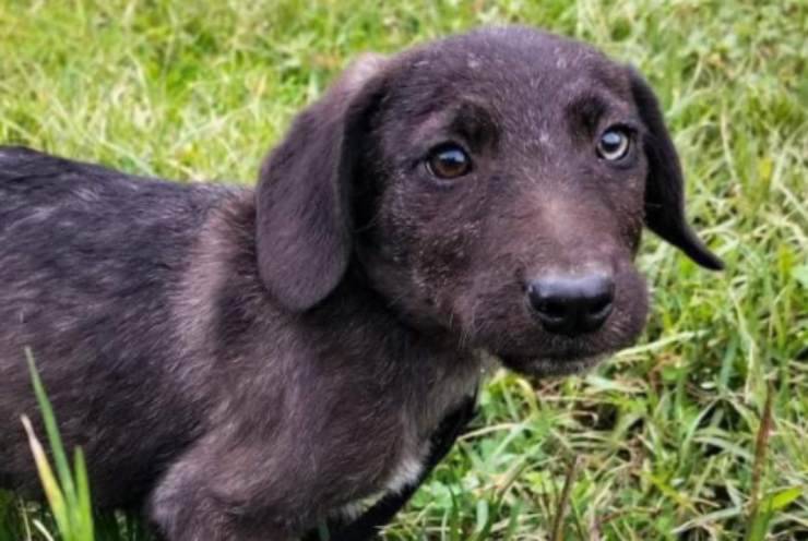 Il cucciolo nero