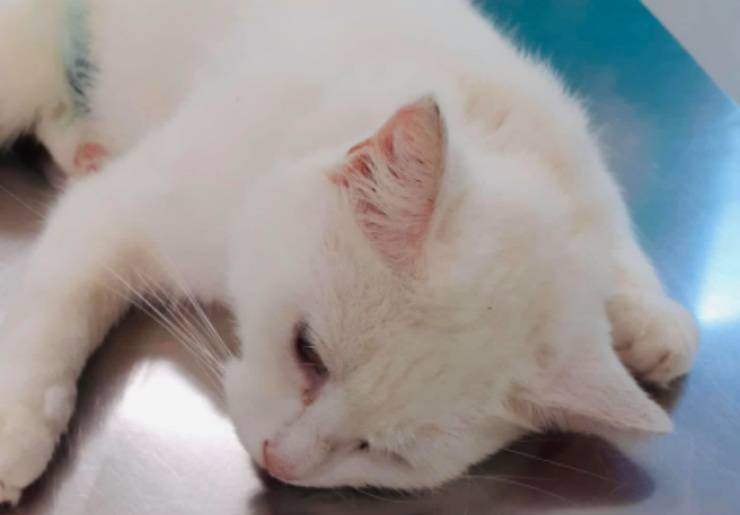 Il micio bianco