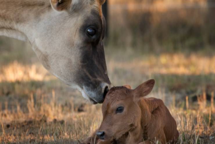 La mucca ed il suo piccolo