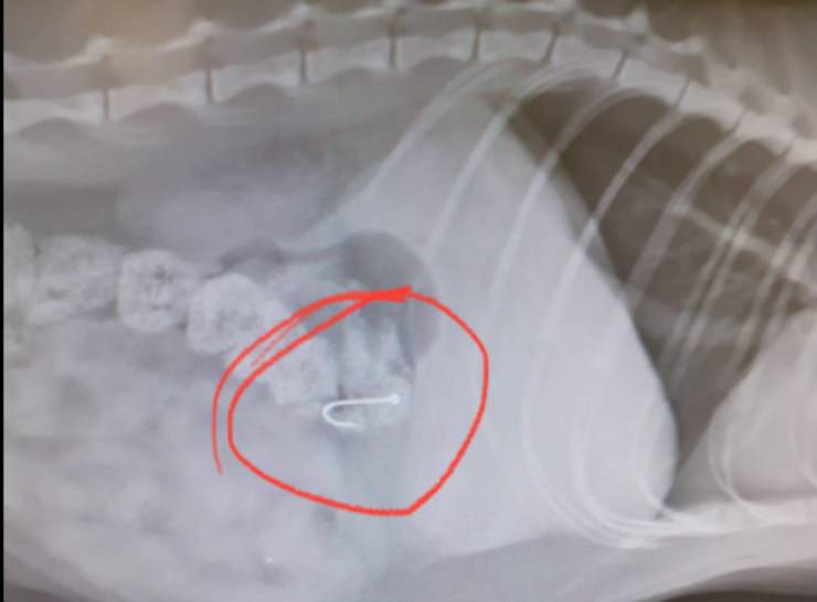 La radiografia del micio