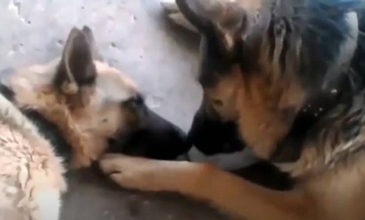 Le coccole tra i cani