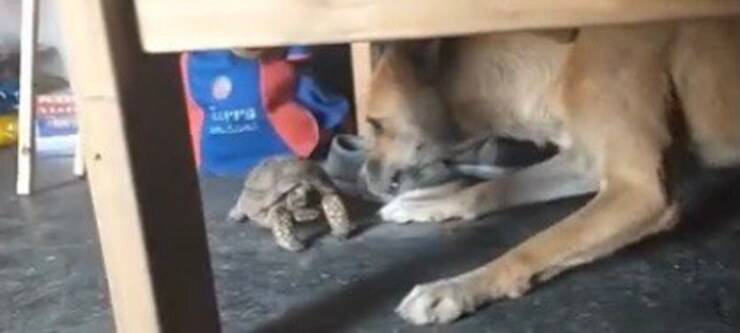 Litigio tra cane e tartaruga (Screen video)
