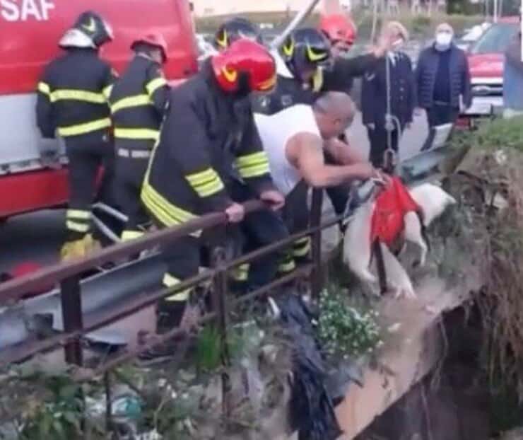 Salvataggio cucciolo a Palermo (Screen video)