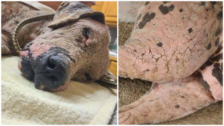 Viktor il cane che dopo svariati abusi era stato lasciato a vagare in un terreno