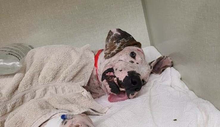 Viktor il cane che dopo svariati abusi era stato lasciato a vagare in un terreno (Foto Facebook)