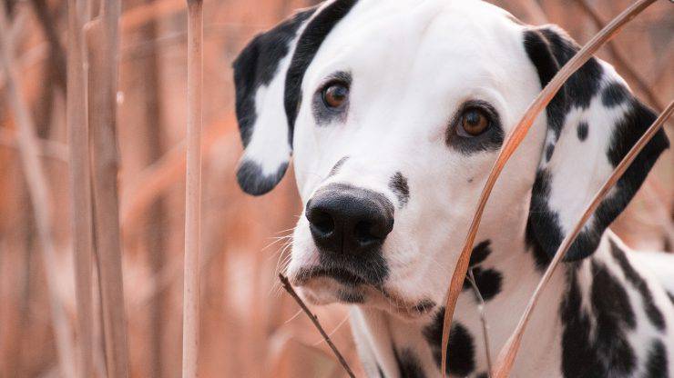 Cura del pelo del Dalmata