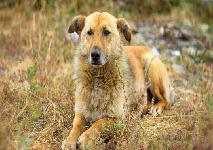 Cane randagio (Foto Pixabay)