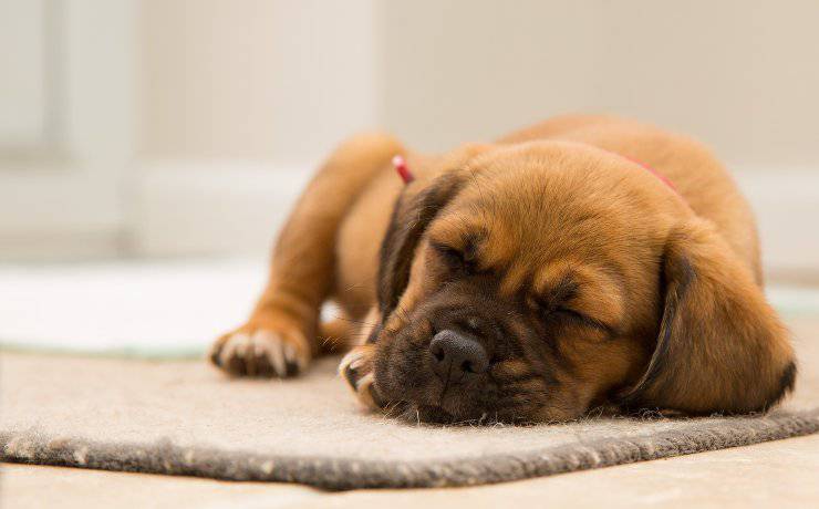Il comportamento di fido