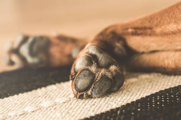 La malattia nel cane