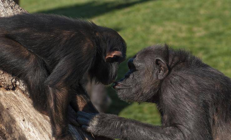 bonobo