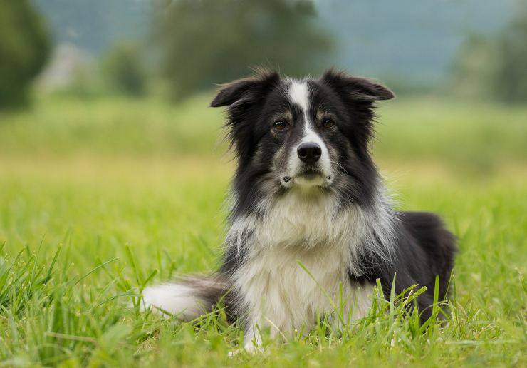razze compatibili col Dalmata: il Border Collie