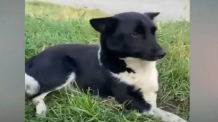 Cagnolina in primo piano (Foto video)
