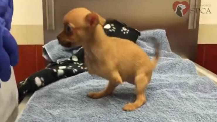 cagnolina senza zampe anteriori