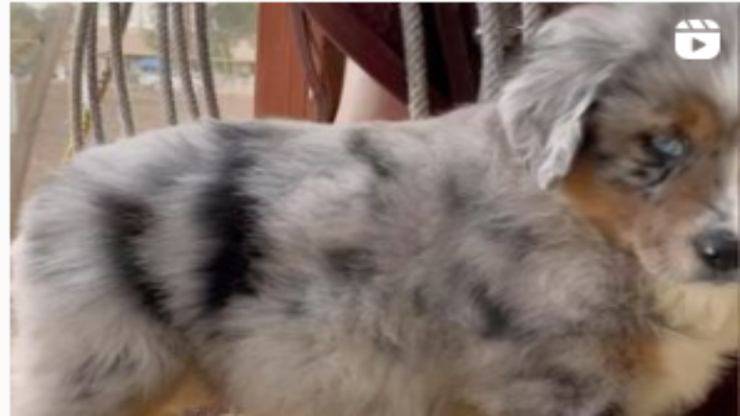 Cane in primo piano (foto instagram)
