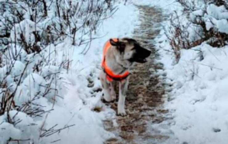 Teddy sulla neve (Foto Instagram)