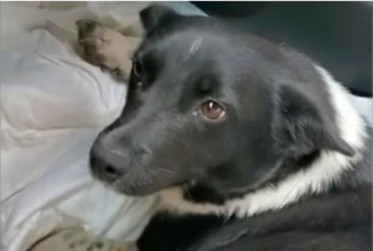 Sguardo triste (Foto video)