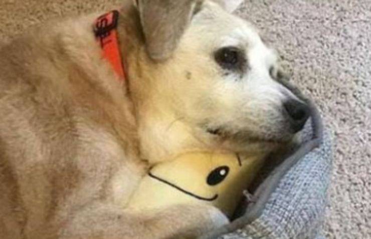 Il cane e il peluche (Foto Facebook)
