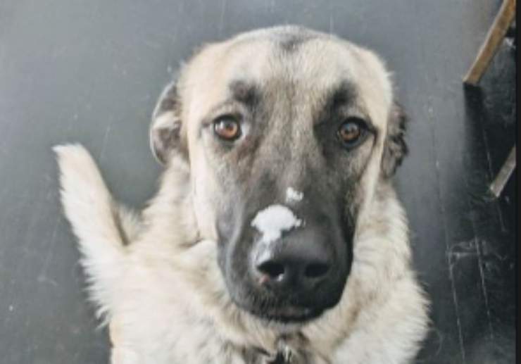 Sguardo malinconico del cane Teddy (Foto Instagram)