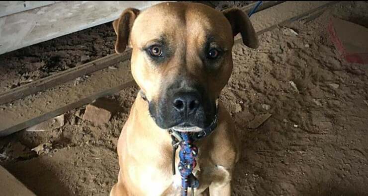Donna abbandona il cane in un cortile per andare in vacanza (FOTO)