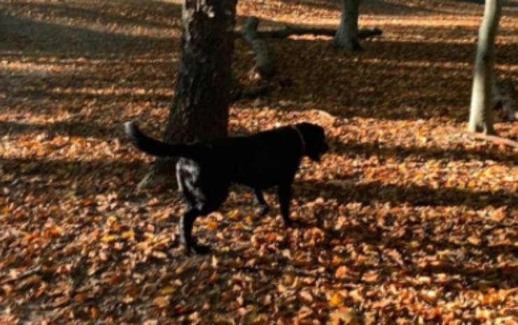 cane al parco