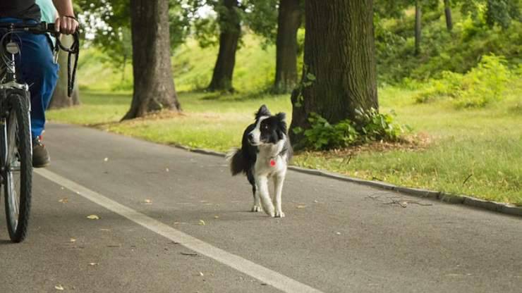 cane ha paura delle bici