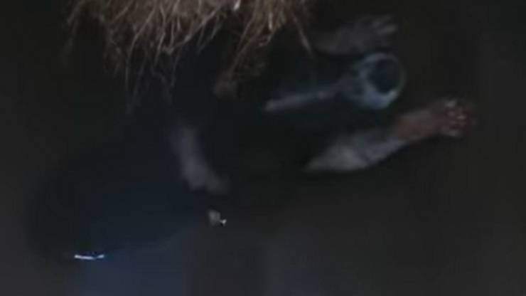 cane immerso nell'acqua