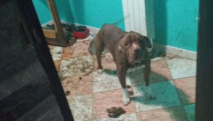 Pitbull trovato legato a un termosifone in una casa di Roma (Foto Facebook Questura di Roma )