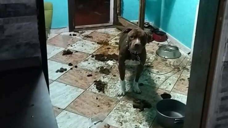 Pitbull trovato legato a un termosifone in una casa di Roma (Foto Facebook Questura di Roma )