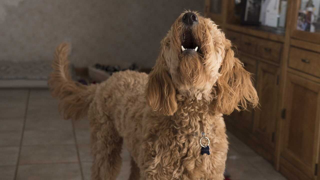 cane abbaia cani non abbaiano