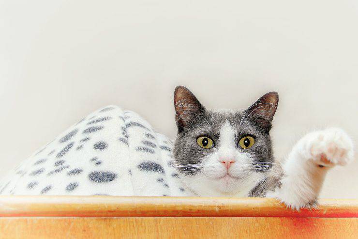 Il comportamento del gatto