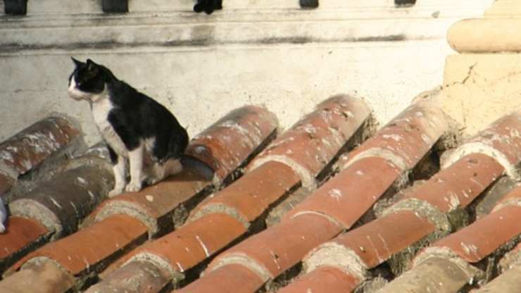 micio in primo piano (Foto Pixabay)