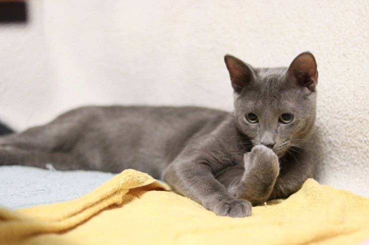 Gatto si sta annoiando