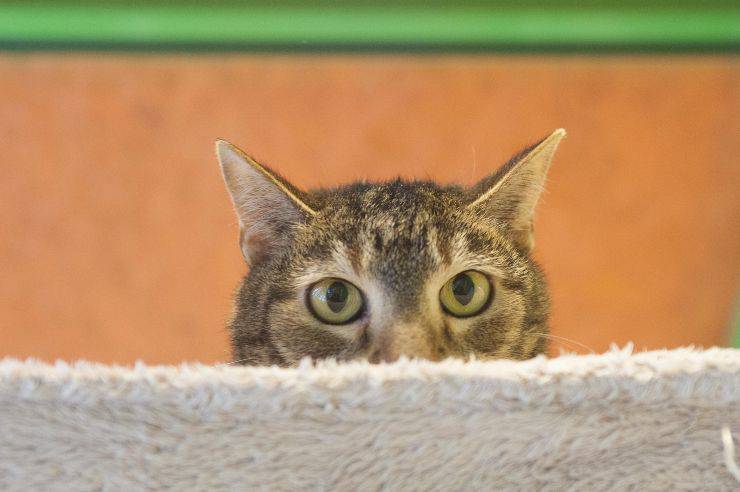 Il gatto nasconde la testa Il gatto nasconde la testa