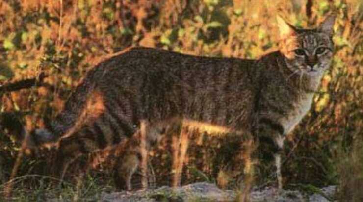 gatto kanaani