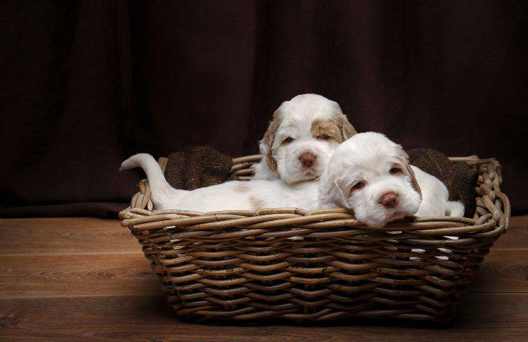 clumber spaniel