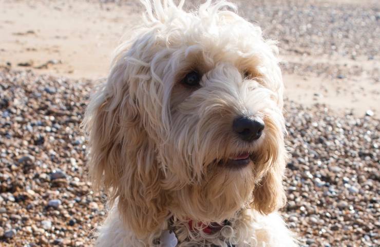 cockapoo