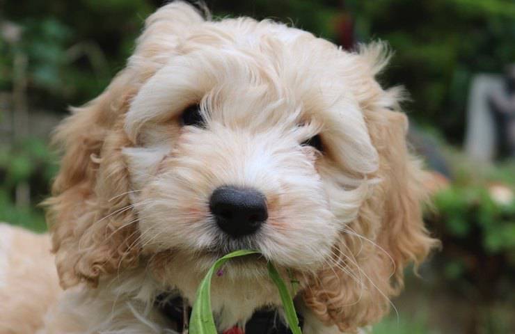 cockapoo