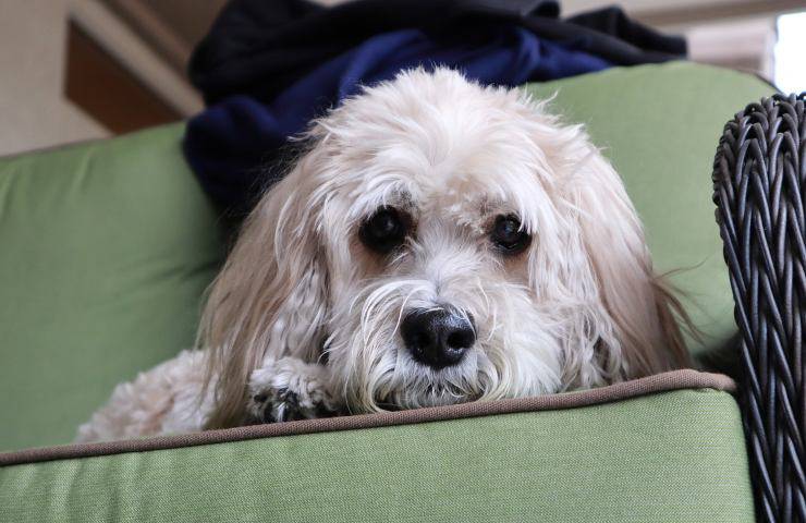 cockapoo