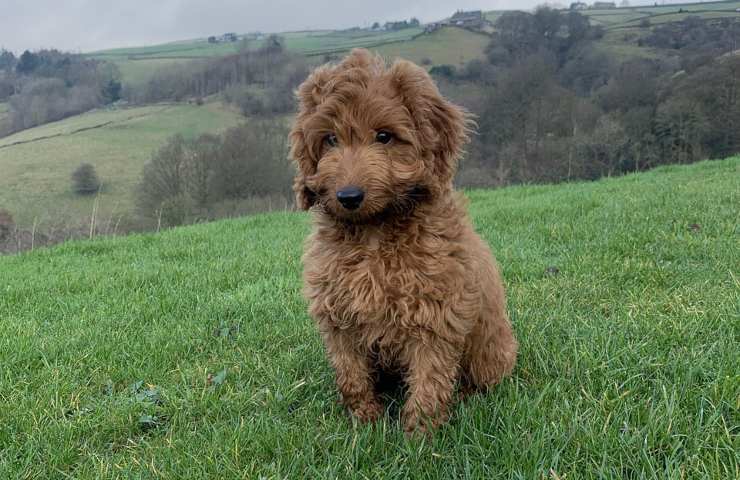 cockapoo