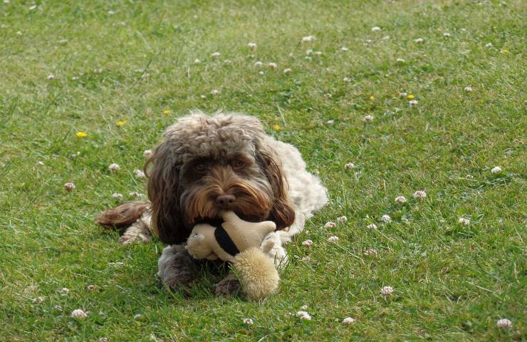 cockapoo